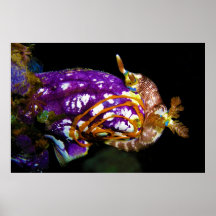 Nudibranch Laying Egg Sea Squirt Polycarpa Aurata Posters