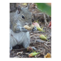 Nutty Lunch Postcards