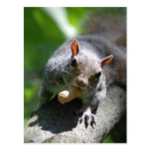 Nutty Squirrel Postcard