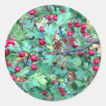 Oak and berries round stickers