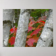 Oak and Birch Print