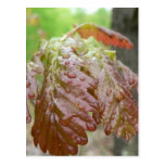 Oak Leaves Post Cards