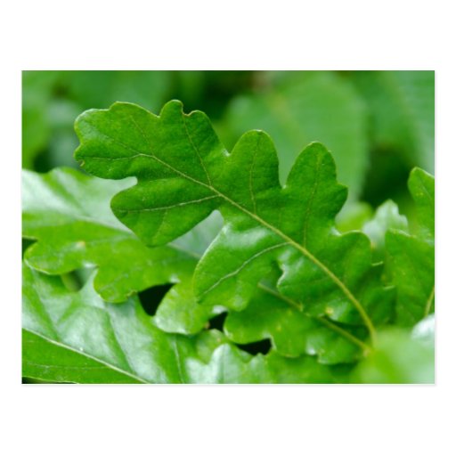 Oak Leaves Post Cards