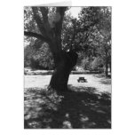Oak Tree Greeting Cards
