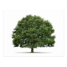 Oak Tree Post Card