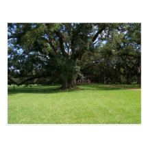 OAK TREE POST CARDS