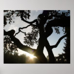 Oak Tree Poster