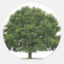 Oak Tree Stickers