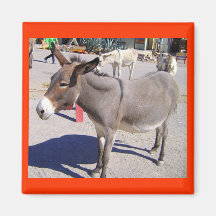 Oatman Burro Magnet