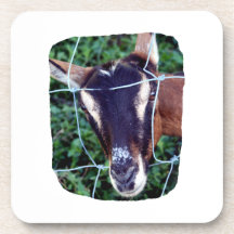 Oberhasli Alpine Doe through fence Coaster
