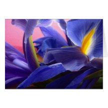oboi-iris greeting card