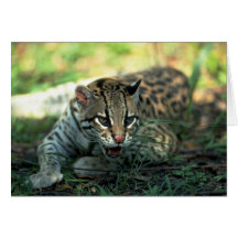 Ocelot lying down greeting card