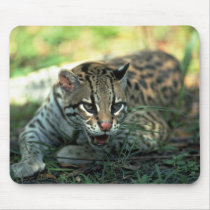 Ocelot lying down mousepads