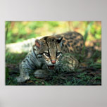 Ocelot lying down posters