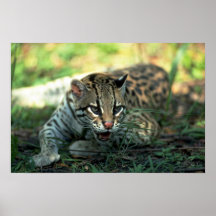 Ocelot lying down posters