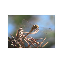 Ochoco Black Canyon Insects / Arachnids Bugs Fauna Canvas Print