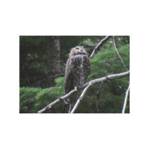 Ochoco Black Canyon Oregon Animal Bird Aves Fauna Stretched Canvas Prints