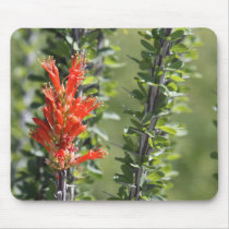 Ocotillo in Bloom mousepads