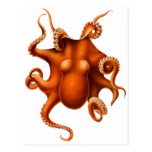 Octopus Illustration Post Card