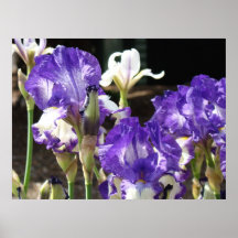 OFFICE ART Prints Irises Purple 29 Iris Flowers