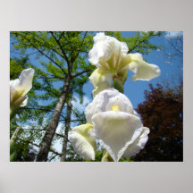 OFFICE ART Prints White Yellow Iris Flowers Baslee