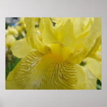 OFFICE ART Prints Yellow Irises Sunlit Iris Flower
