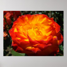 OFFICE ARTWORK Red Orange Rose Framed Prints