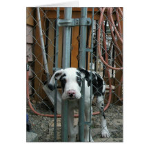 "Oh Cash!" Great Dane Puppy Greeting Card