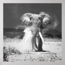 Old elephant print