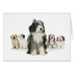 Old English Sheepdog Greeting Cards