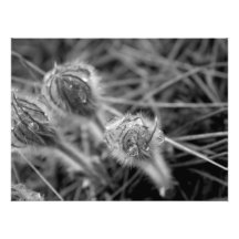 Old Fashioned Flowers Photograph