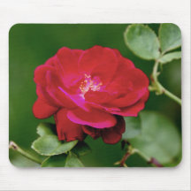 Old Fashioned Rose Mouse Mats