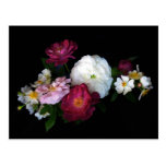 Old fashioned roses post cards
