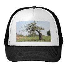 Old tree in Italy Hats