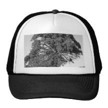 Old Tree Next To The Road. Hat