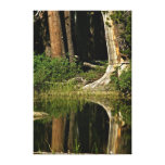 Old trees reflecting in a pond stretched canvas print