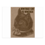 Olde LOLcat Postcard