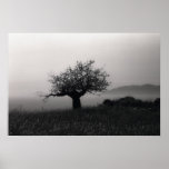 Olive Tree by the Sea Poster