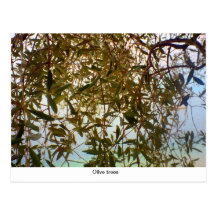 Olive trees post cards