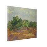 Olive Trees - Vincent van Gogh Canvas Prints