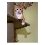 on cat tree postcard