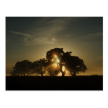 On Mornings Like This Post Cards