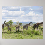 On safari in Mikumi National Park in Tanzania, 2 Print