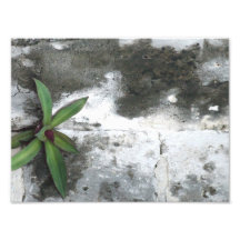 On the Wall Photo Art