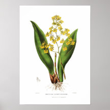 Oncidium cavendishianum by Miss S A Drake. Posters