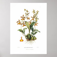 Oncidium insleayi by Miss Drake. Print