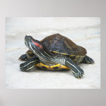 One Handsome Turtle Poster