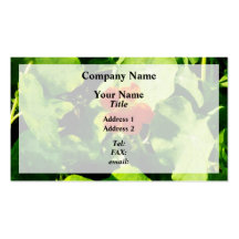 One Orange Nasturtium Business Cards