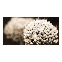 Onion flowers personalized photo card