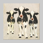 Onyx & Ivory Cows Canvas canvas prints